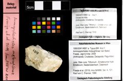 Foto (Objekt + Etiketten) von Ammopylocheles mclaughlinae (Van Bakel, Fraaije, Jagt & Artal, 2008) 